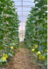 ผลิตภัณฑ์เมล่อน