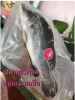 ผลิตภัณฑ์ปลากระพง